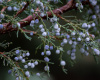 Kleka (Juniperus Communis lat.)