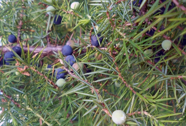 Kleka (Juniperus Communis lat.)
