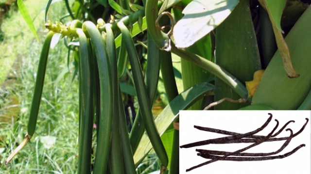 Vanila (Vanilla Planifolia lat.)