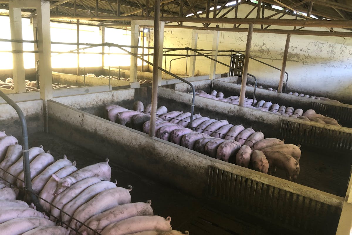 5 dobrih razloga da koristite svinjsku mast u ishrani