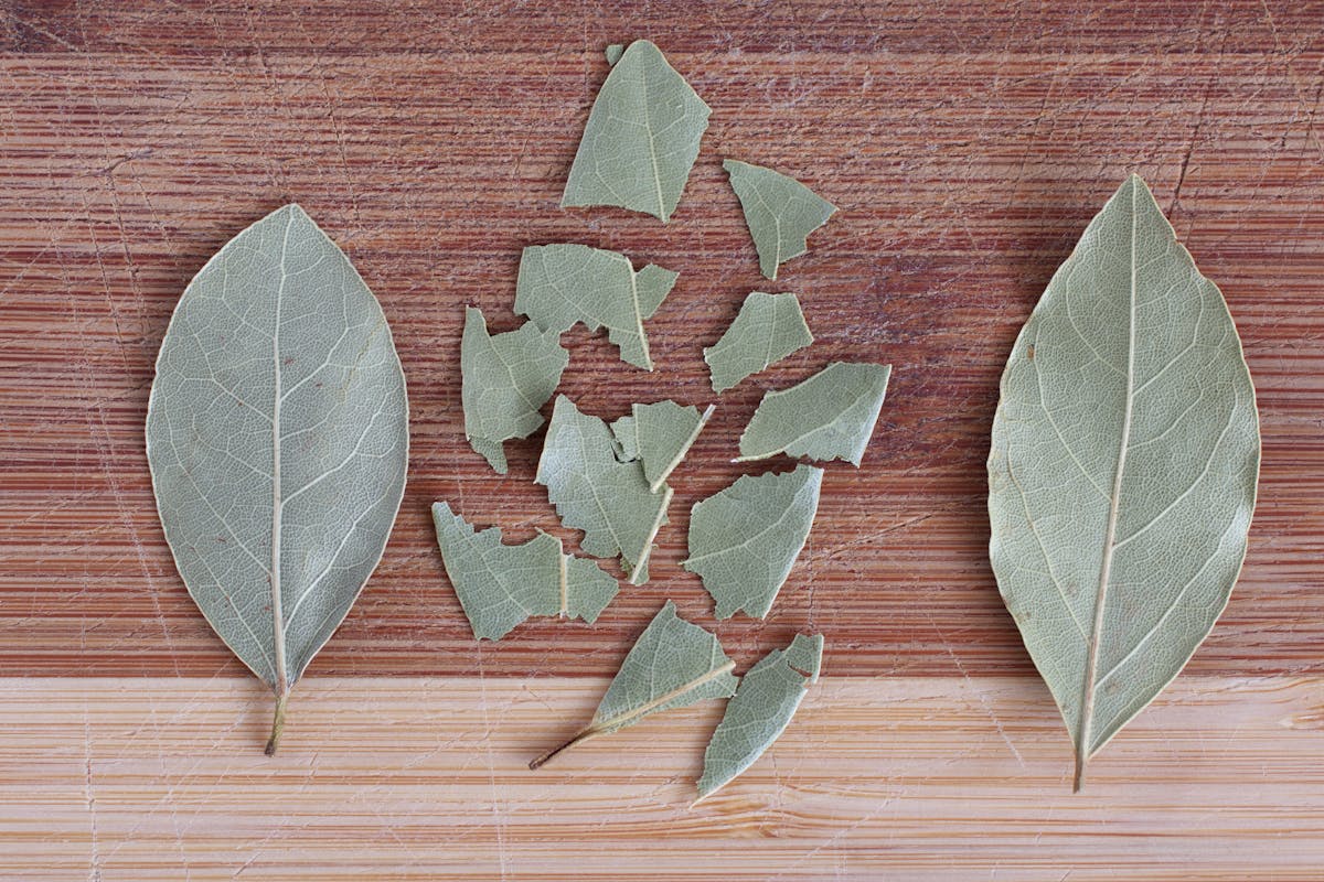 Lovor (Laurus Nobilis lat.)